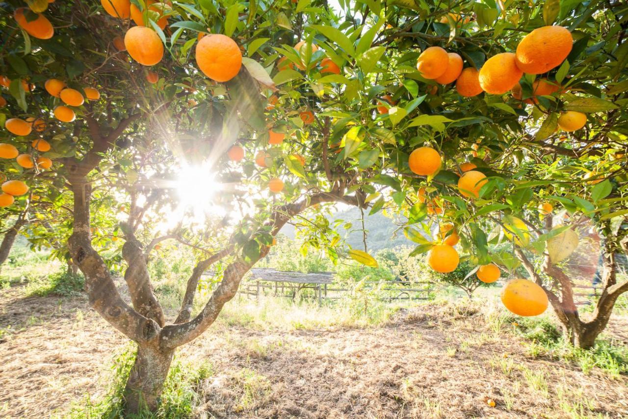 נוצ'רה טרינזה Calabrialcubo Agriturismo מראה חיצוני תמונה